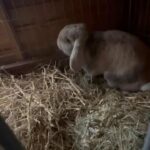 14 month old male french lop