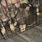 FRENCH BULLDOG PUPPIES BOYS ISABELLA CARRIERS