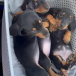 dachshund puppies