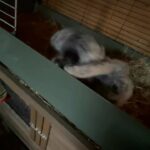 5 month old male french lop