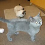British shorthair male/Siamese female