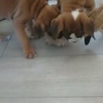 KC registered boxer puppies