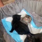 Half Tabby half Persian breed kittens, 4 females and 1 male