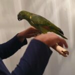 Hand Tamed Blue Fronted Amazon Talking Parrot in Luton