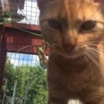 Ginger and white female kitten sale