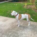 Beautiful Female American Bulldog