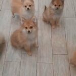 5 Pomeranian Puppies for sale immediately