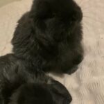 gorgeous baby bunnies ready in 3 weeks!