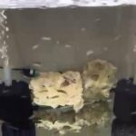 African Malawi mbuna Cichlids in Essex