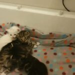 beautiful kittens raised in family home
