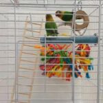 Fischer lovebirds pair with toys and food in Slough