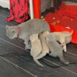 BSH Kittens Ready for new home in Northampton