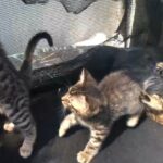 Bengal Tiger X kitten need new home