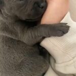 blue staff puppies champion king baloo