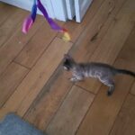 Snow bengal kitten