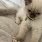 Pedigree Ragdoll Kittens Available Now