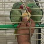 Alexsandra parrot breeding pair £800 in Watford