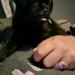 Stunning black pugs in Leicester