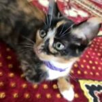 3 month old cat is female