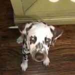 Female Dalmatian puppy