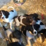 English springer spaniel