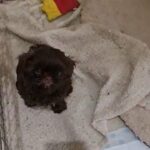 Imperial shih tzu puppies