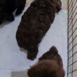 Imperial shih tzu puppies