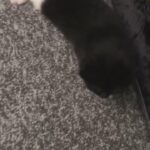 Kittens