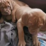 Dogue de bordeaux