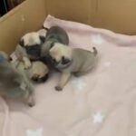 ?? PUG PUPPIES ??