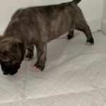 presa canario x bandoge