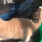 Mixed very cute looking kitten for sale