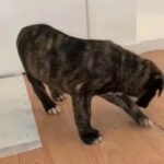 presa canario x bandoge
