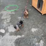 Merle dachshund