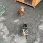 Merle dachshund
