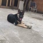 female German shepherd in London