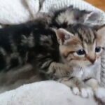 2 beautiful kittens left from litter of 5