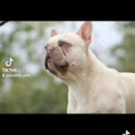 French Bulldog Stud in East Sussex