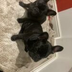 Beautiful puppies available