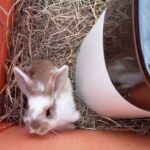 baby Rabbits