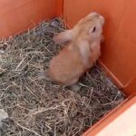 Baby Rabbits Dundee