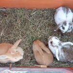 Baby Rabbits Dundee