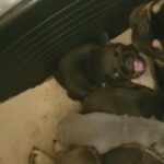 French bull dogs puppy's foe sale kc registered