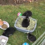 mini lop does