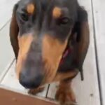 dachshund try merle blue line