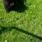Chow chow black girl puppy in Exeter