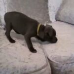 REDUCED - ( FEW LEFT) kc reg blue Staffordshire pups to five star loving homes ONLY! in Hertfordshire