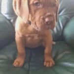 Dogue de bordeaux