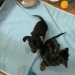 KC reg Miniature Dachshund puppies in London