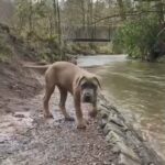 Cane corso ,italian dog for sale